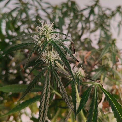 Strawberry Haze Auto DWC Indoor. Week 11