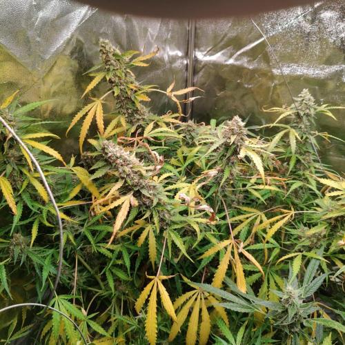 Kush Auto DWC Indoor. Week 11