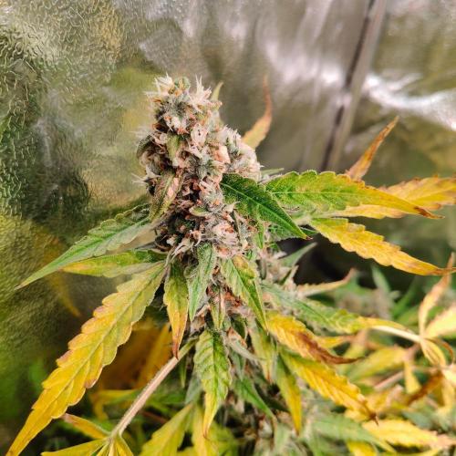 Kush Auto DWC Indoor. Week 11