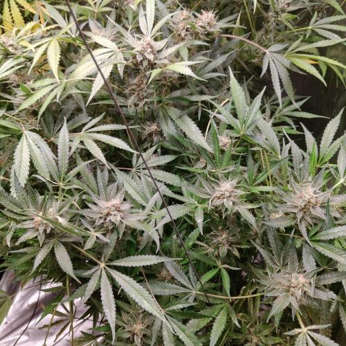 Apple Fritter Auto DWC Indoor. Week 11