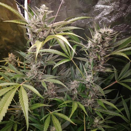 Cherry 7Up Auto DWC Indoor. Week 10