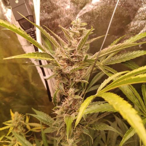 Cherry 7Up Auto DWC Indoor. Week 10