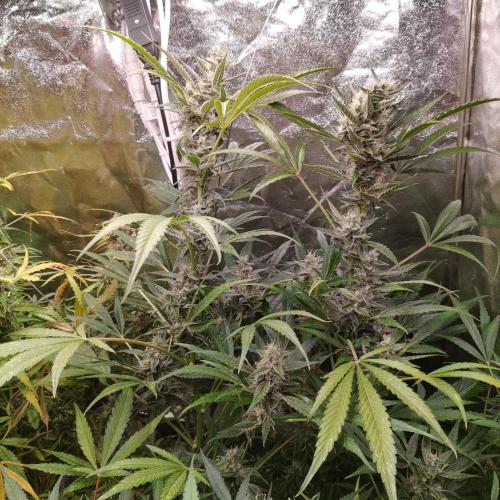 Cherry 7Up Auto DWC Indoor. Week 10