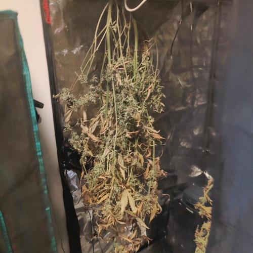 Cherry 7Up Auto DWC Indoor. Week 11