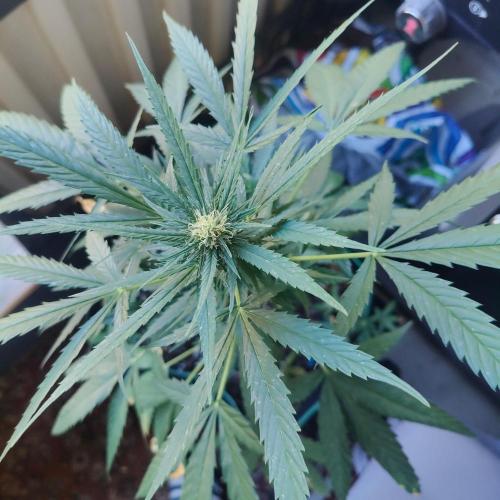 Northern Lights Outdoor. Week 18