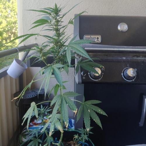 Northern Lights. Week 18