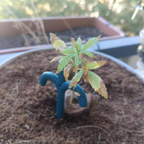 Blue Dream Outdoor. Week 9