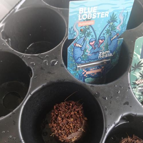 Blue Lobster Auto - Zamnesia. Week 0