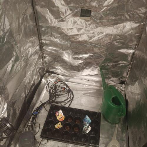Mango Kush Auto - Zamnesia. Week 0