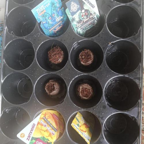 Super Lemon Haze Auto. Week 0