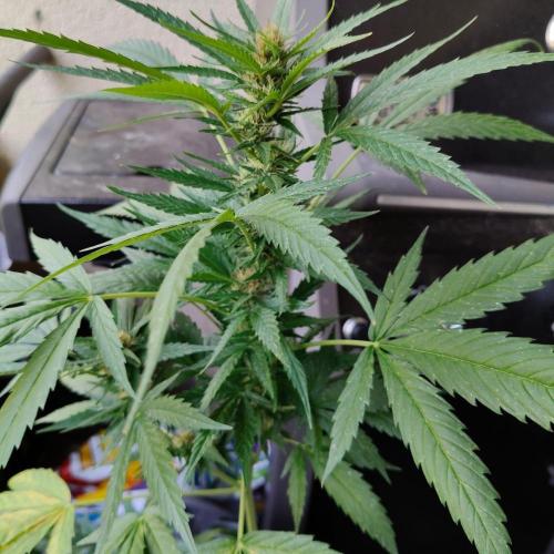 Northern Lights Outdoor. Week 20