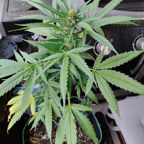 Northern Lights Outdoor. Week 20