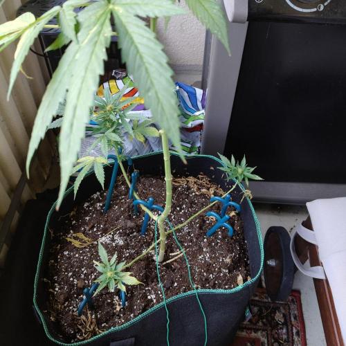 Northern Lights Outdoor. Week 20