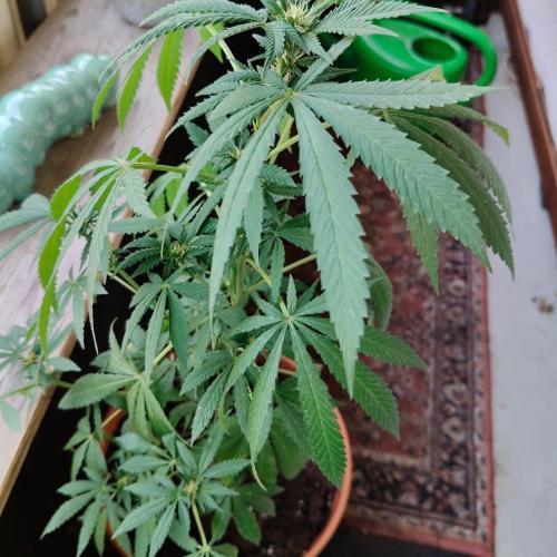 Swiss Skunk Auto Outdoor. Week 19