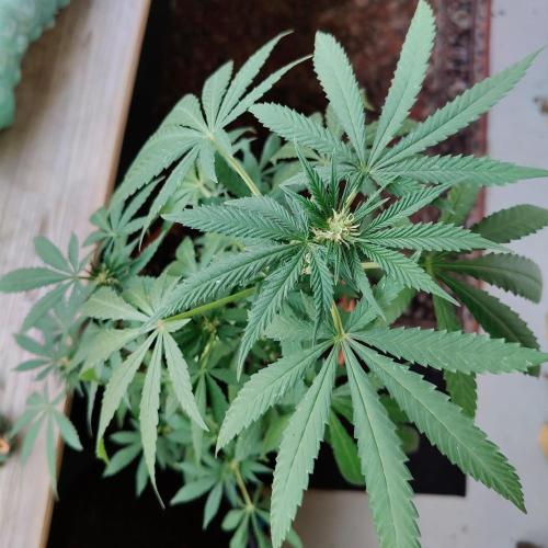 Swiss Skunk Auto Outdoor. Week 19