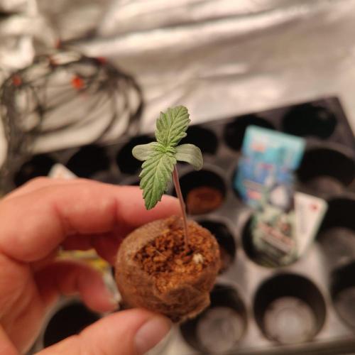 Mango Kush Auto - Zamnesia. Week 1