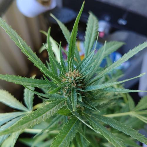 Northern Lights. Week 21