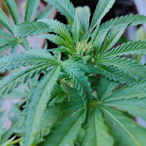 Swiss Skunk Auto Outdoor. Week 20