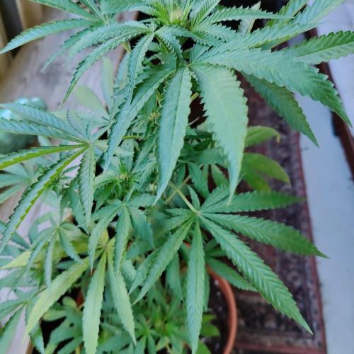 Swiss Skunk. Week 20