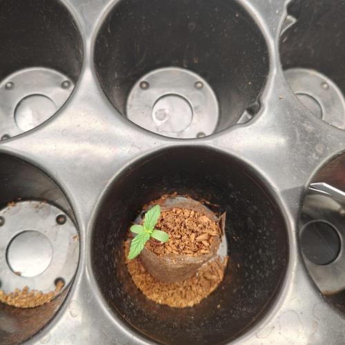 Blue Lobster Auto - Zamnesia. Week 1