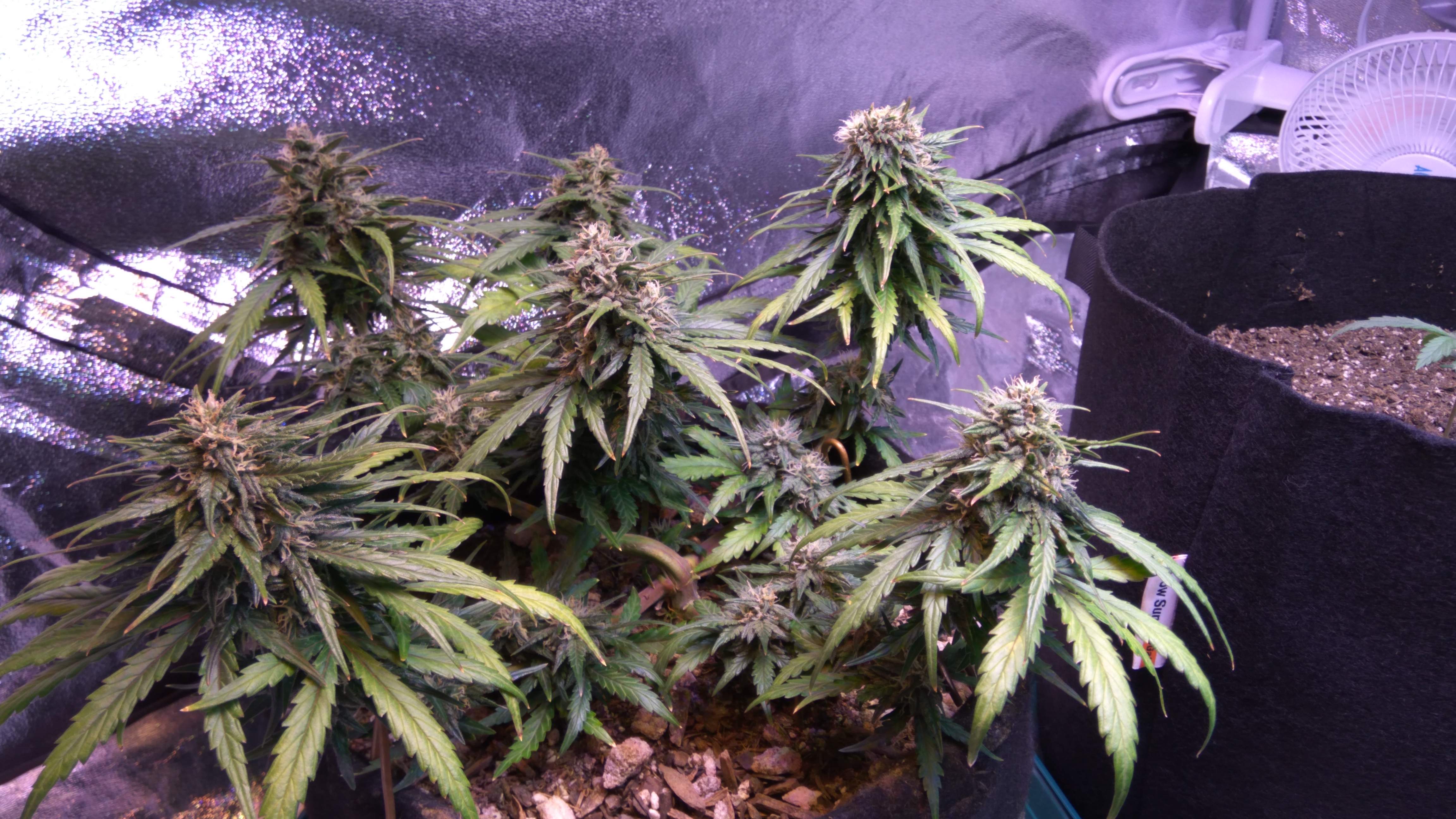Fast Buds Pineapple Express Auto grow diary (journal) week7 by grow