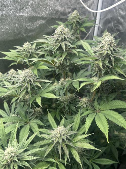 Square 1/ Robinhood Grow. Week 5