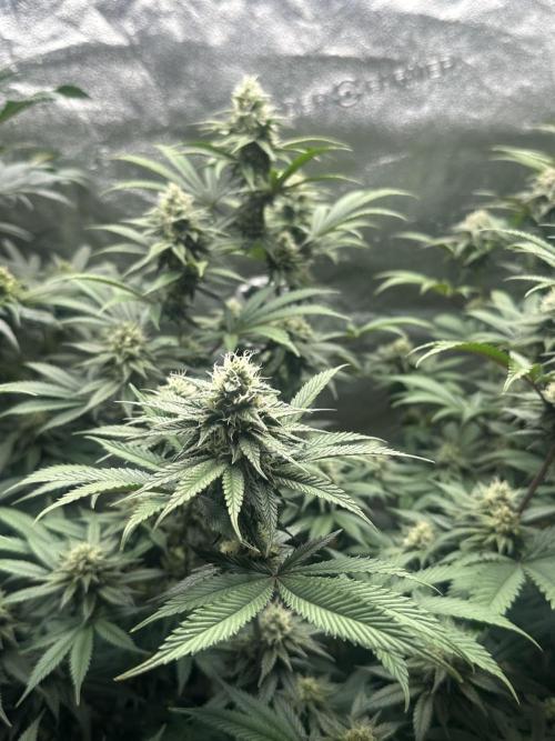 Square 1/ Robinhood Grow. Week 5