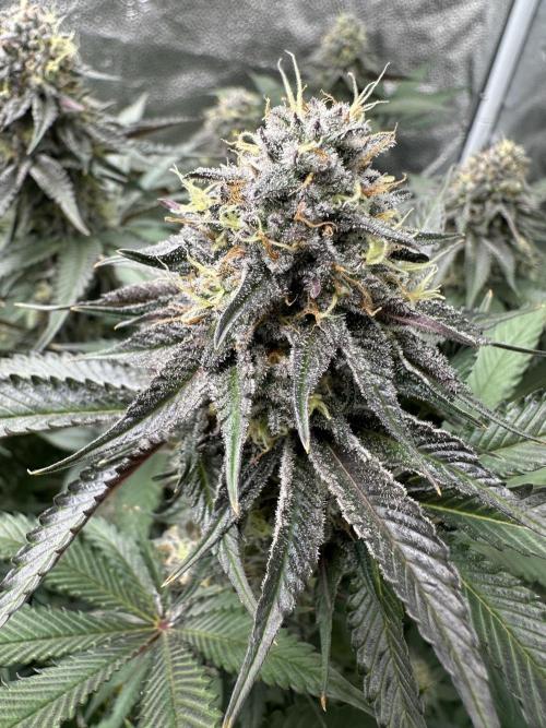 Square 1/ Robinhood Grow. Week 6 - Red Hot Violet