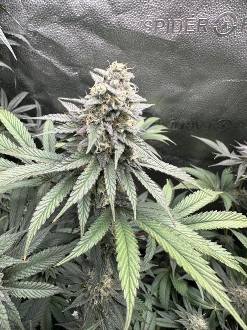 Square 1/ Robinhood Grow. Week 7 - Ocean Toxin