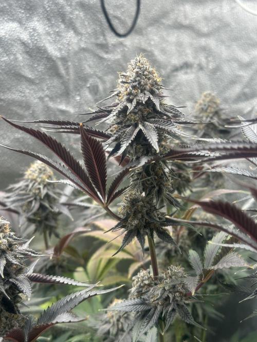 Square 1/ Robinhood Grow. Week 8