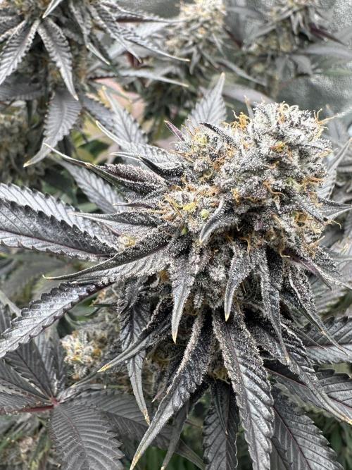 Square 1/ Robinhood Grow. Week 8