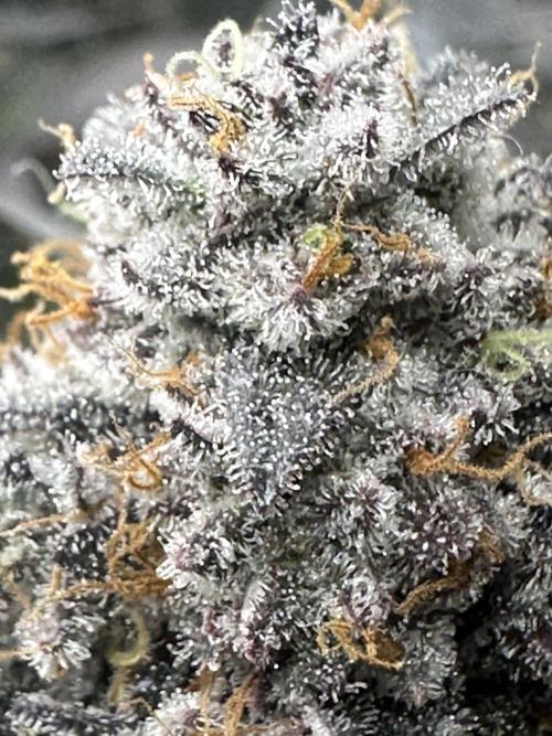 Square 1/ Robinhood Grow. Week 8