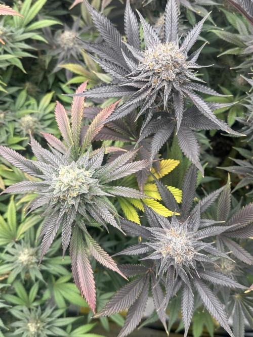 Square 1/ Robinhood Grow. Week 8