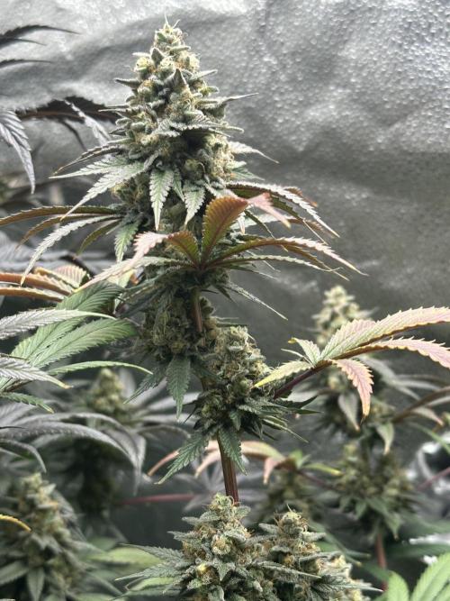 Square 1/ Robinhood Grow. Week 8