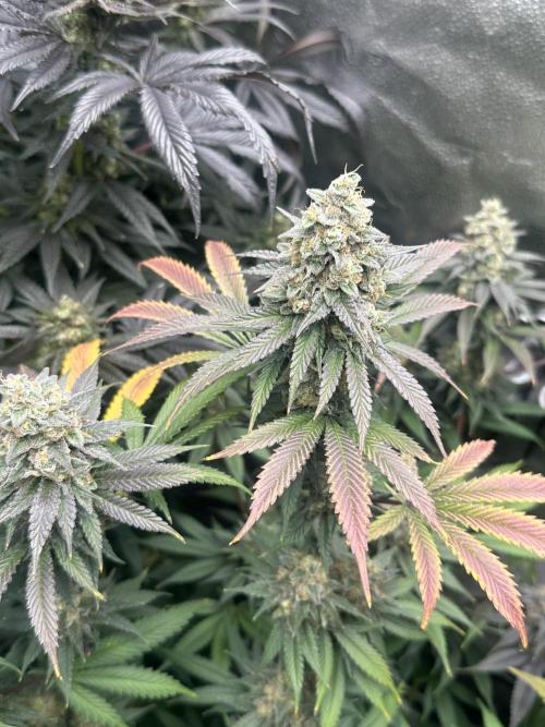 Square 1/ Robinhood Grow. Week 8