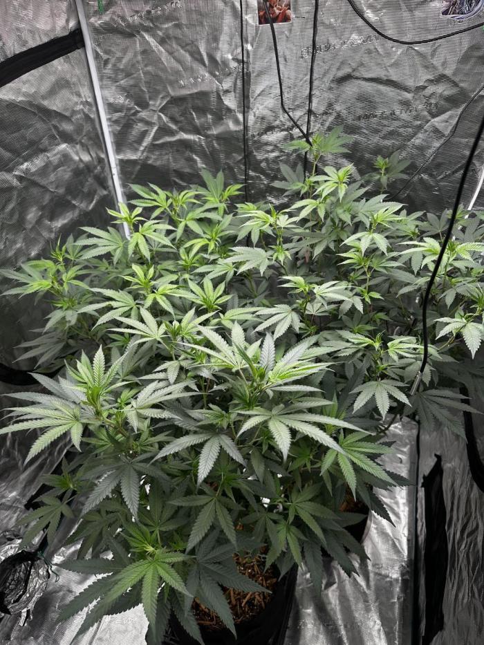 Nanaz Grow. Week 1 - Week 1 of flower all three plants stretch 