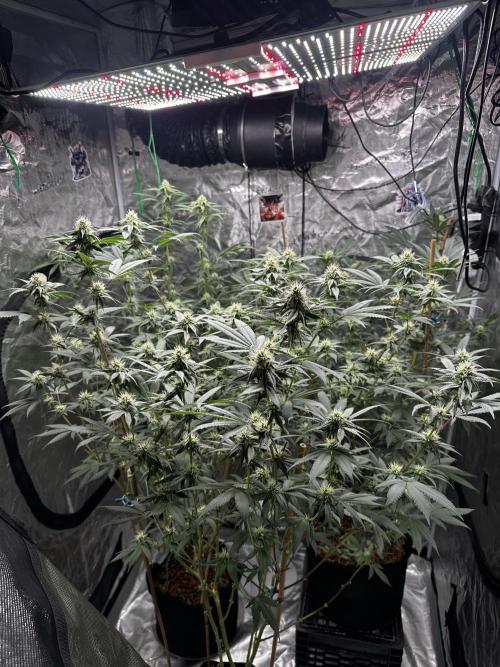 Nanaz Grow. Week 3 - 3 different phenos