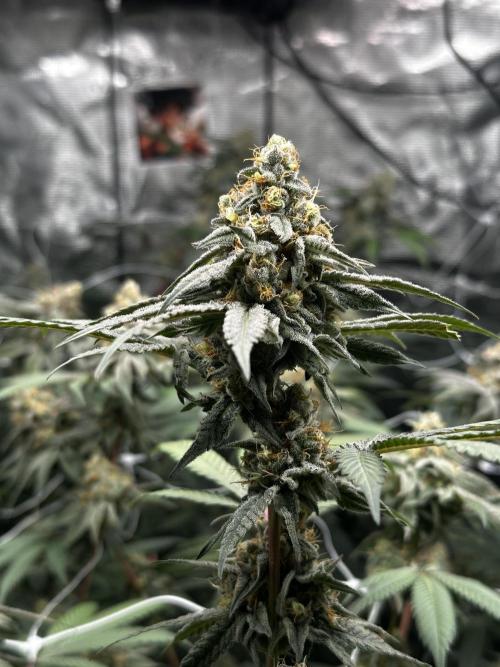 Nanaz Grow. Week 5 - Pheno 1