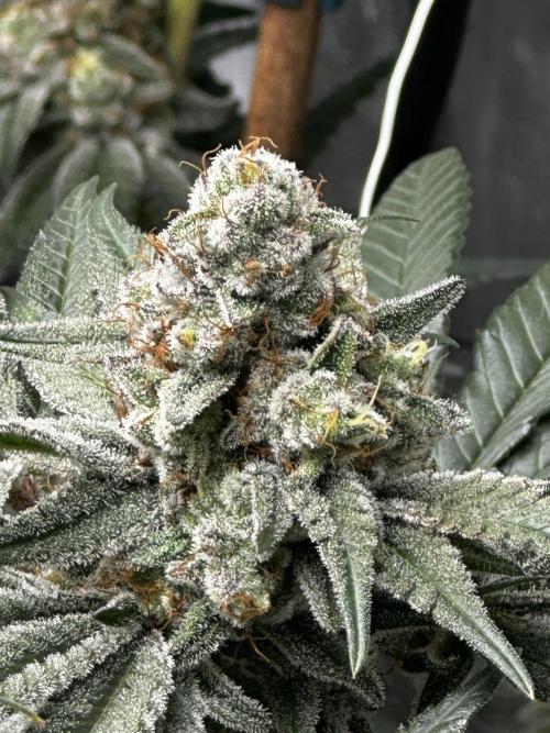 Nanaz Grow. Week 5 - Pheno 3