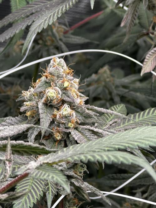 Nanaz Grow. Week 5 - Pheno 2