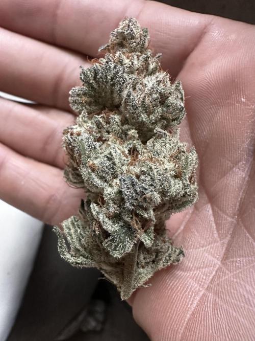 Nanaz Grow. Week 9 - Pheno 3