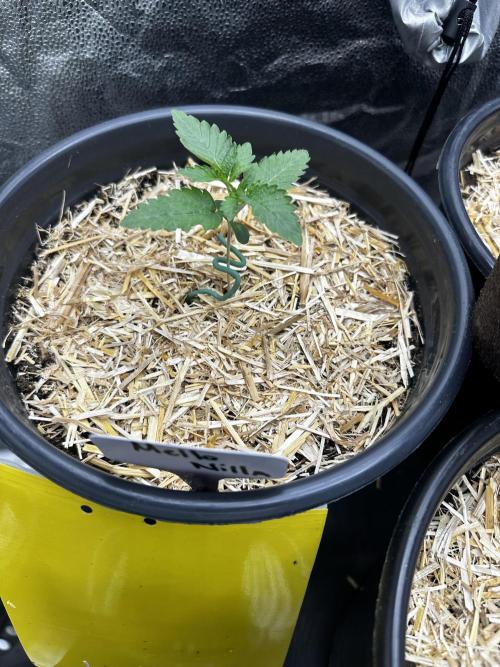 June/September grow. Week 0