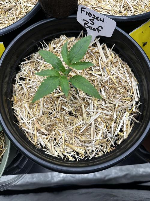 June/September grow. Week 0