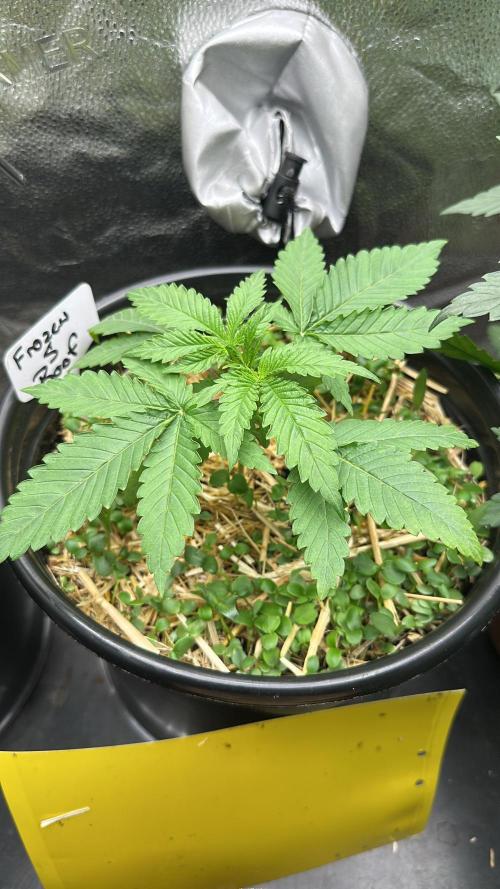 June/September grow. Week 2