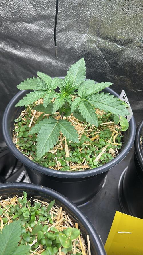 June/September grow. Week 2