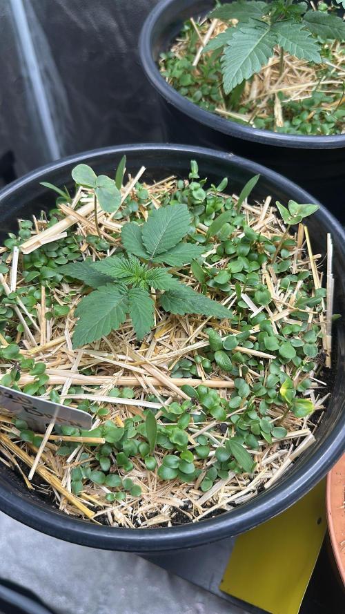 June/September grow. Week 2