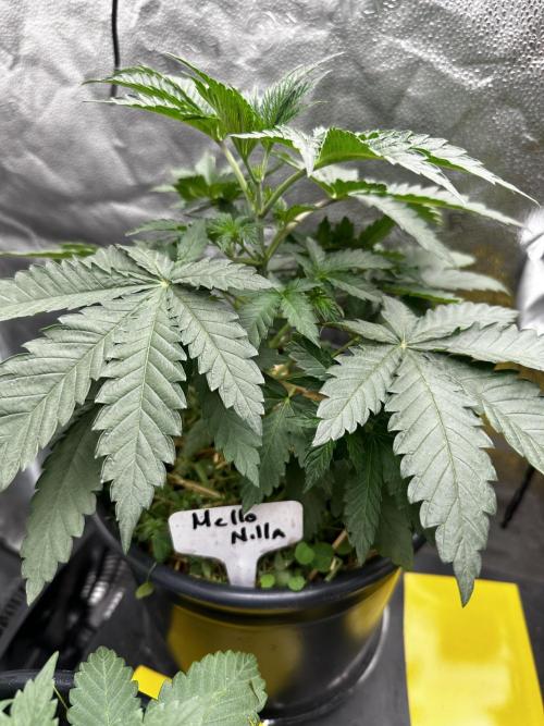 June/September grow. Week 3