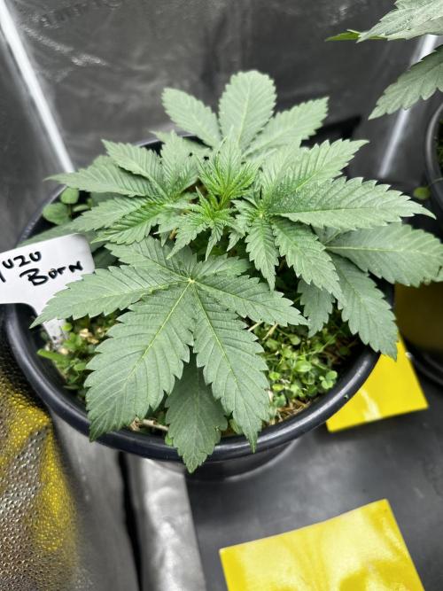 June/September grow. Week 3