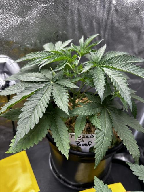 June/September grow. Week 3