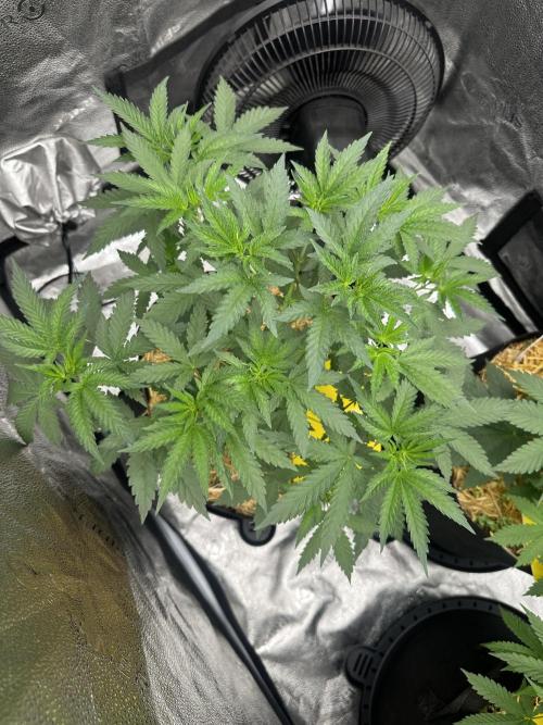 June/September grow. Week 4